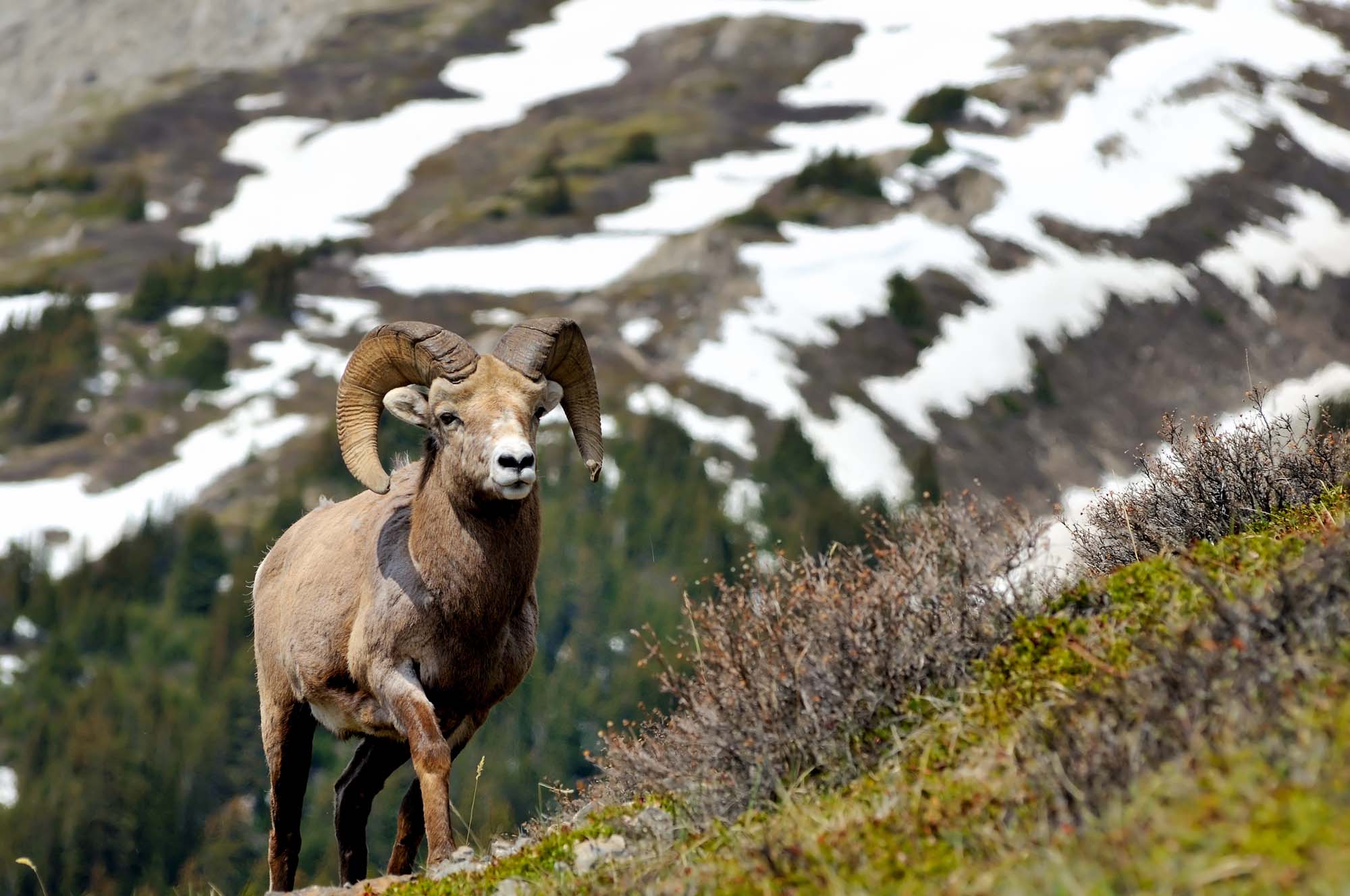 Se de mange vilde dyr på din rejse til Rocky Mountains.