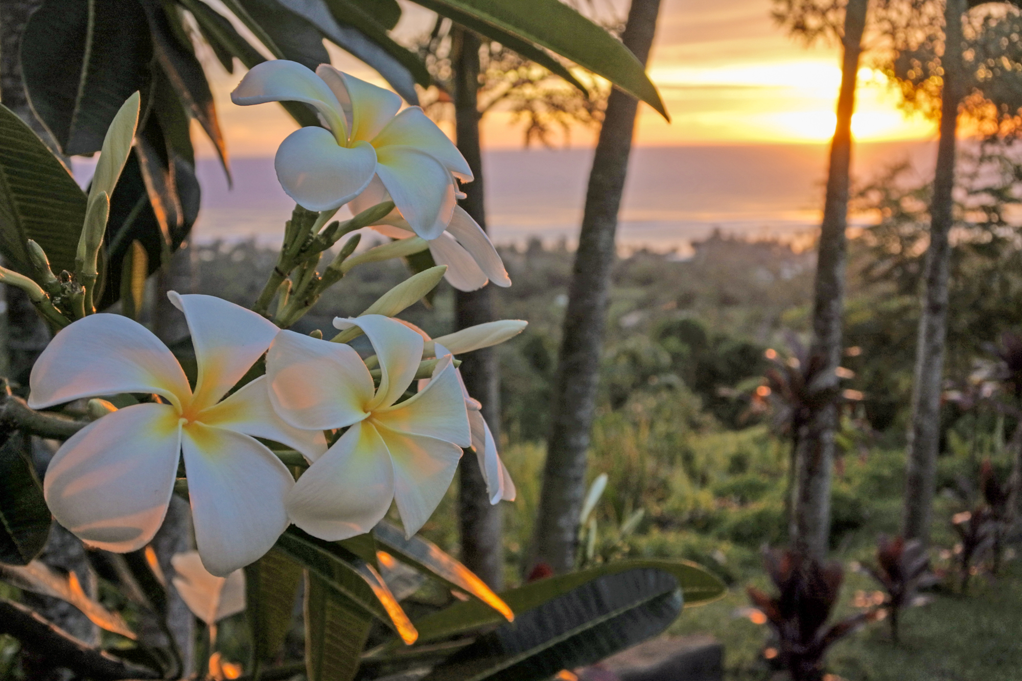 Den vilde natur og flotte fauna pryder Rarotonga