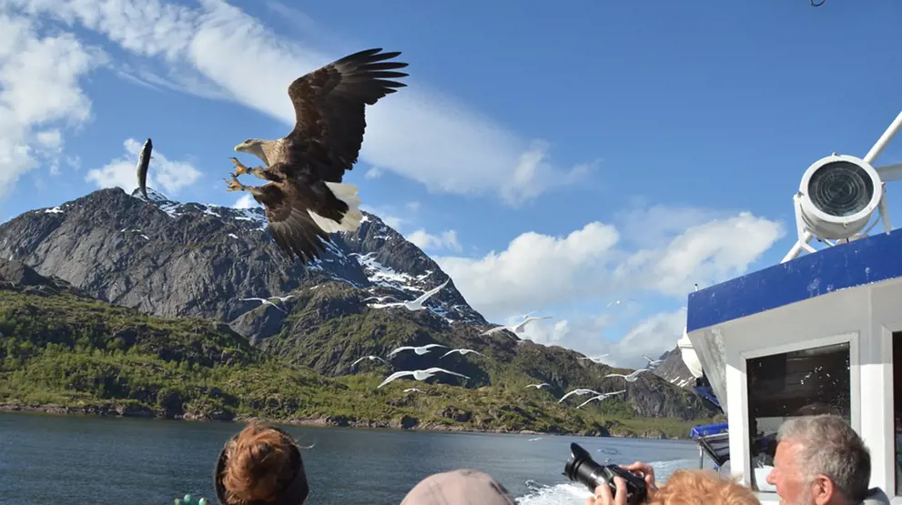 Havørnsafari på HX Hurtigruten Expeditions