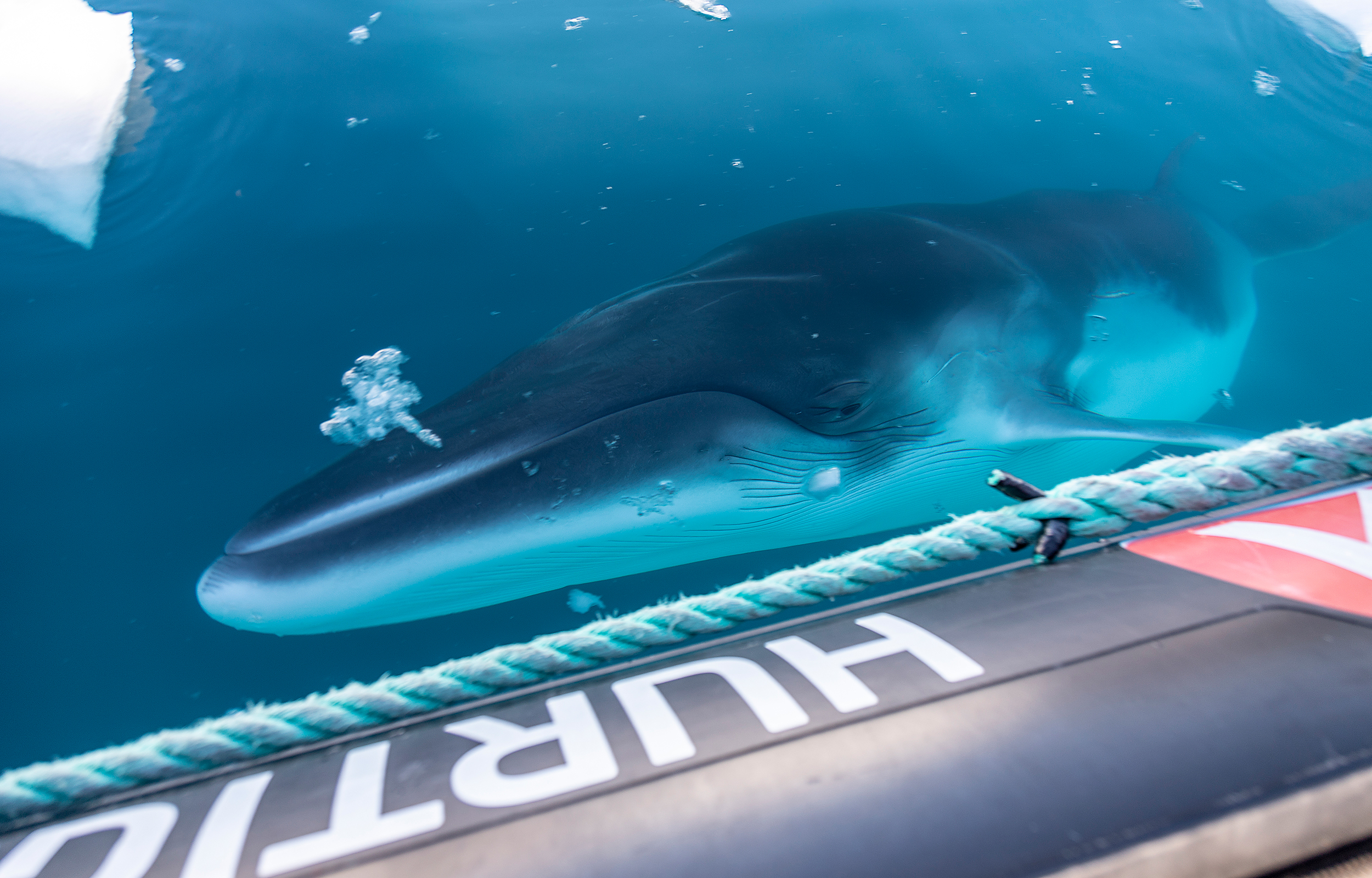 Kom helt tæt på dyrelivet | Foto: HX / Genna Roland