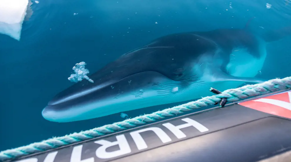 Kom helt tæt på dyrelivet | Foto: HX / Genna Roland