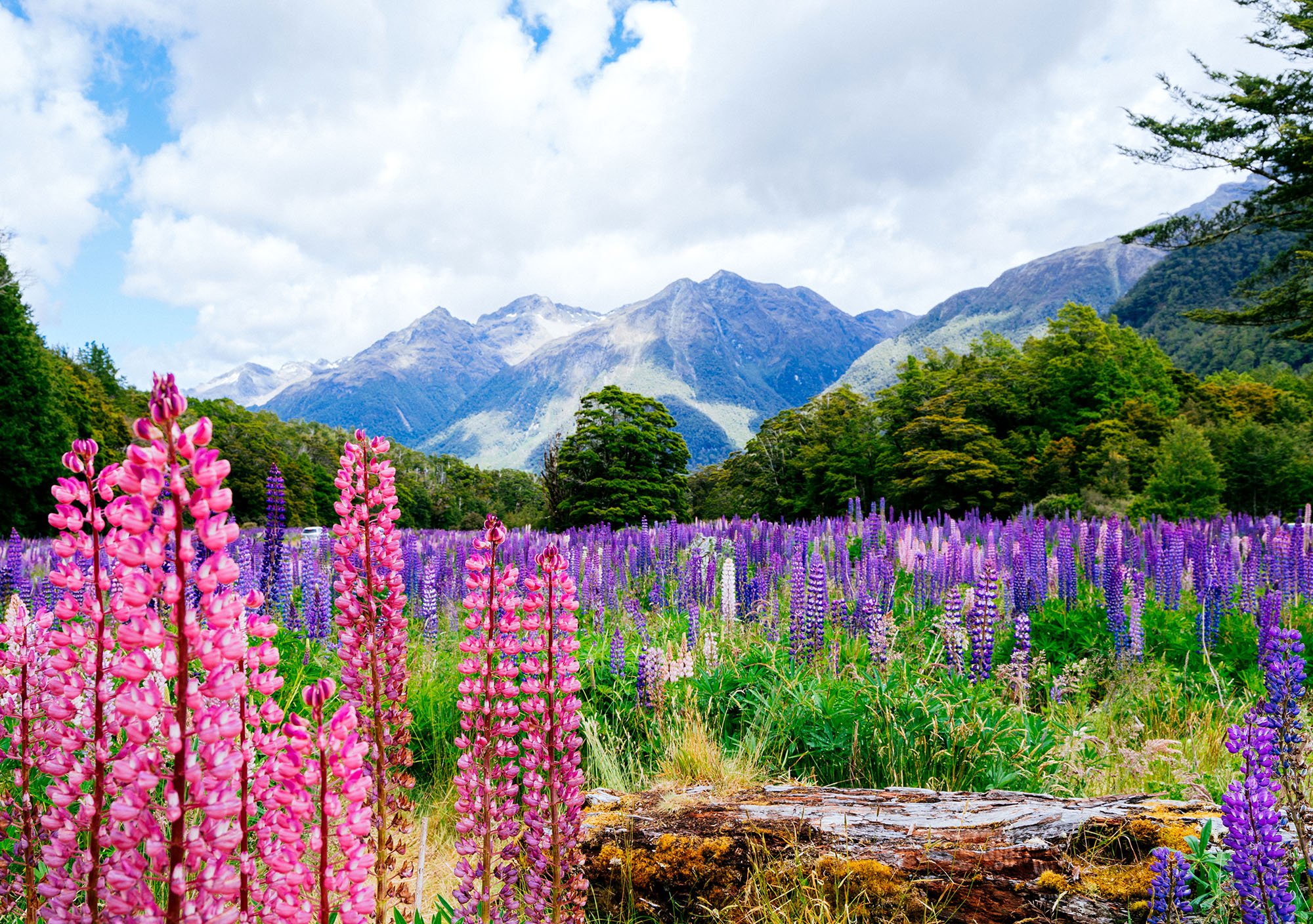 Du kan opleve meget flot natur på din New Zealand-rejse, her ses Fiordland National Park.
