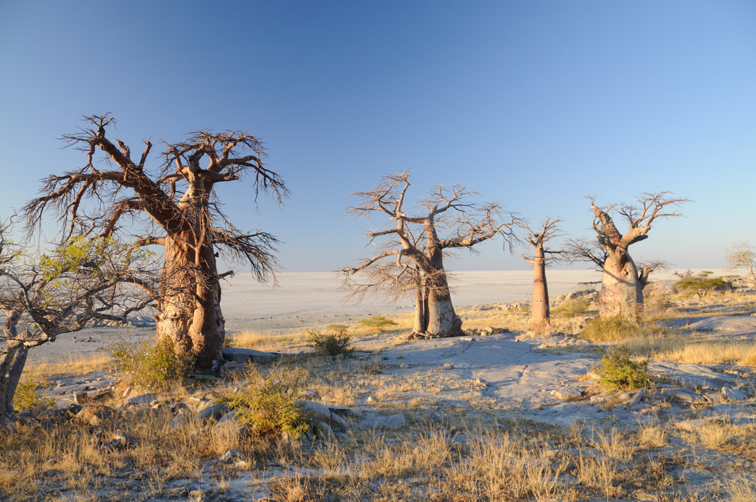 Africa-Botswana-Makgadikgadi-KubuIsland-02