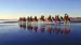 Broomes kameler på Cable Beach