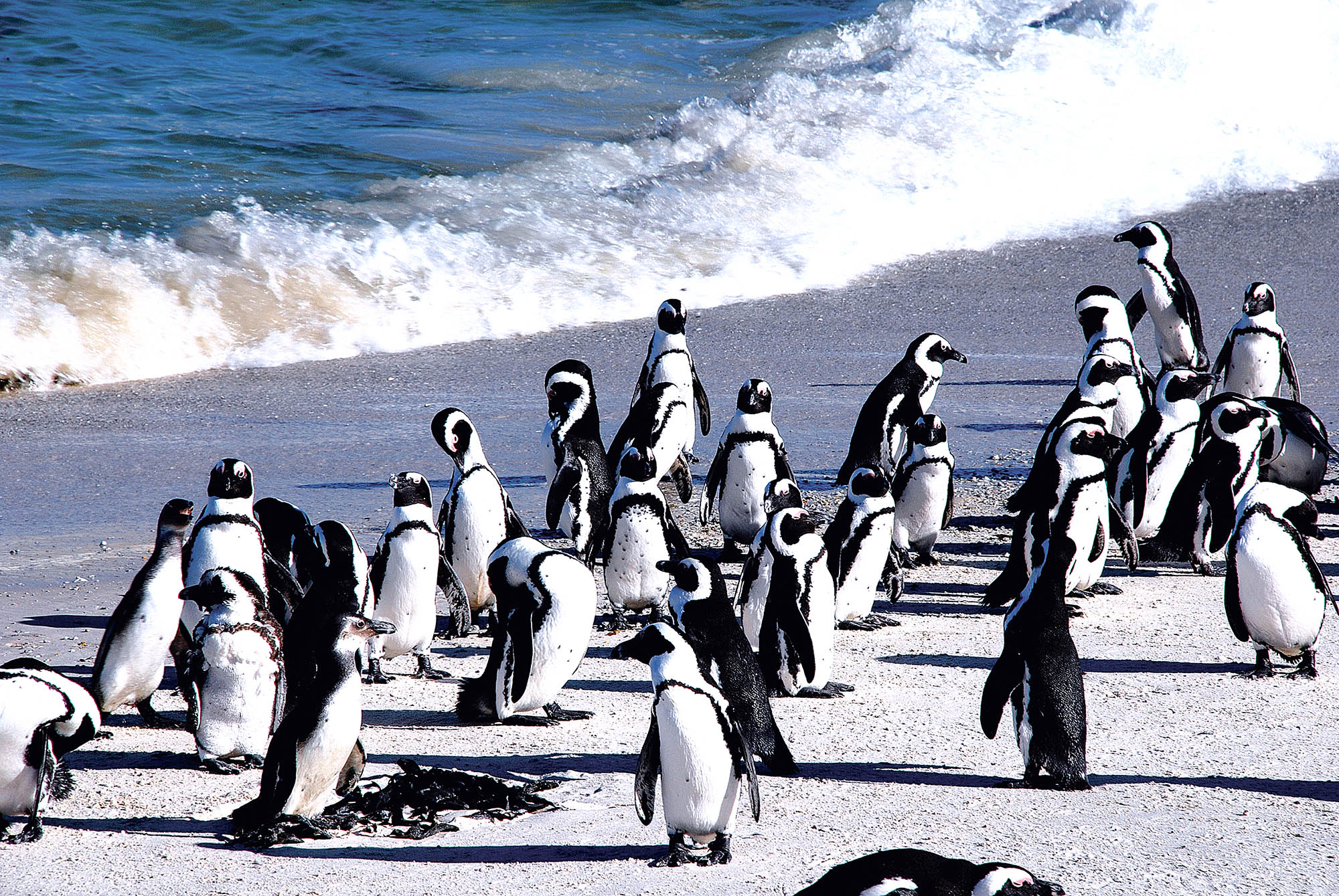 Langs Garden Route og kysten venter mange spændende stop, bl.a. ved en pingvinkoloni
