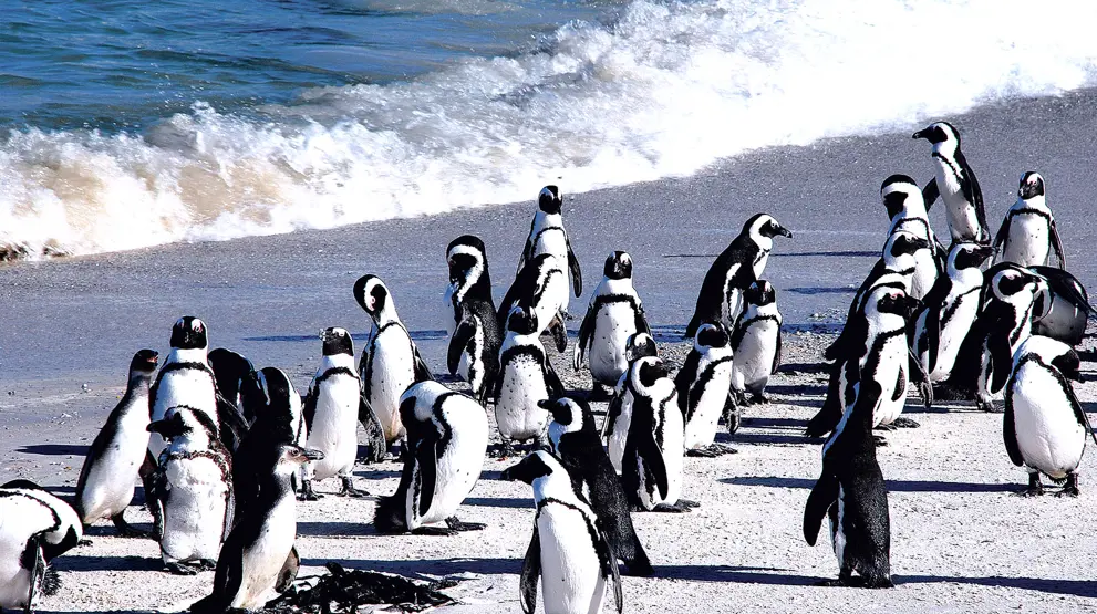 Langs Garden Route og kysten venter mange spændende stop, bl.a. ved en pingvinkoloni