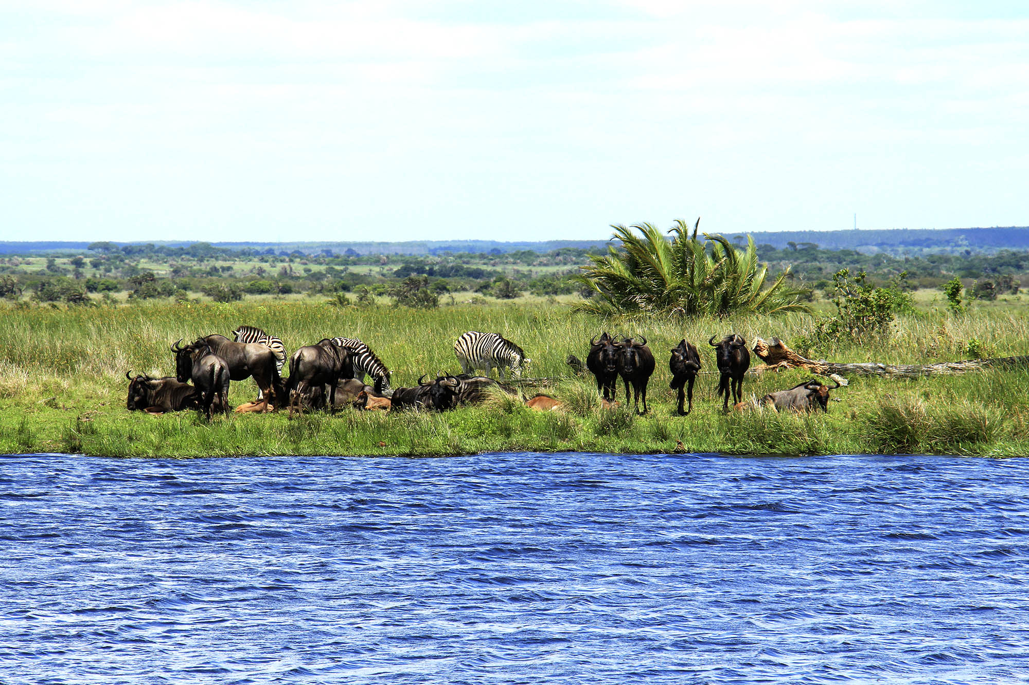 iSimangalisos rige dyreliv ved et af søsystemerne.