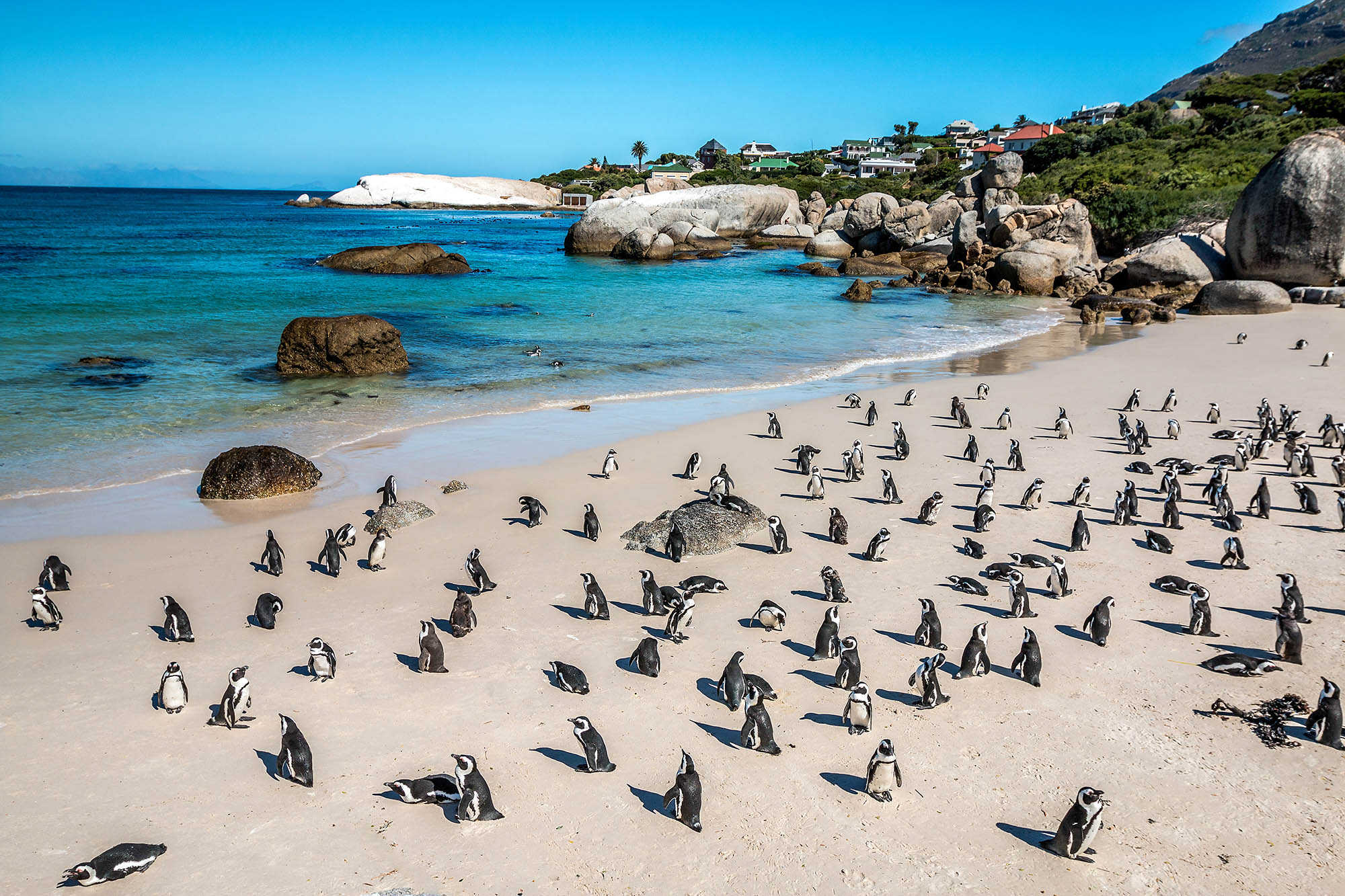 Glæd jer til udflugt i Cape Town med afrikanske pingviner ved Boulders Beach