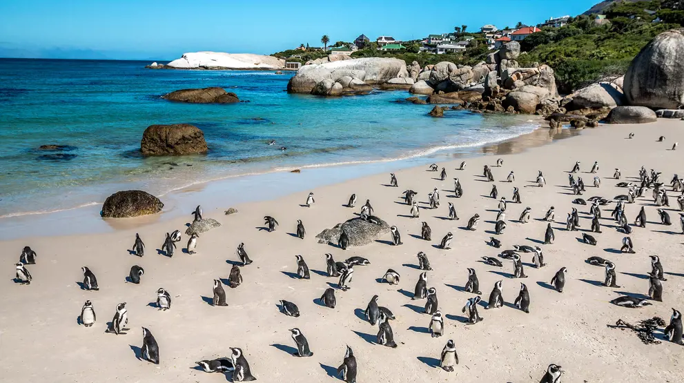 Glæd jer til udflugt i Cape Town med afrikanske pingviner ved Boulders Beach