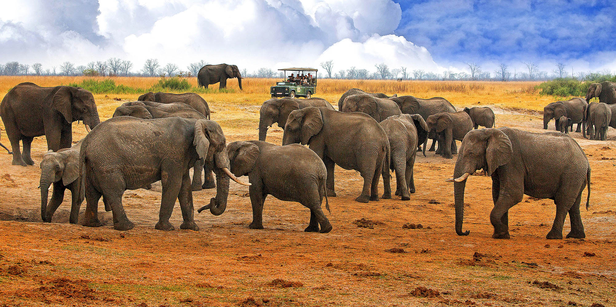 Se de store flokke af elefanter i Hwange National Park.