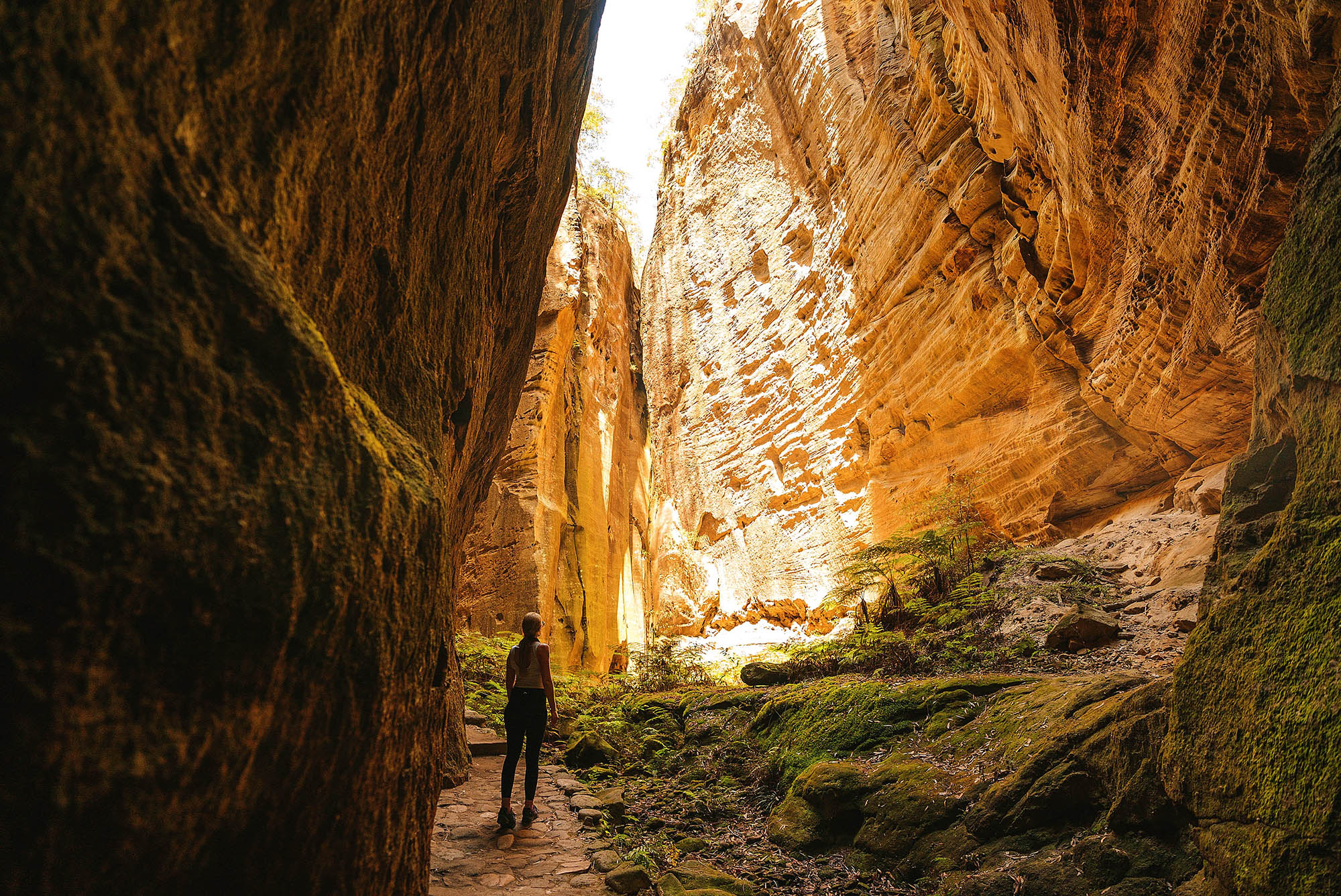 Carnarvon Gorge, en af Queenslands skjulte perler | Foto: Tourism and Events Queensland