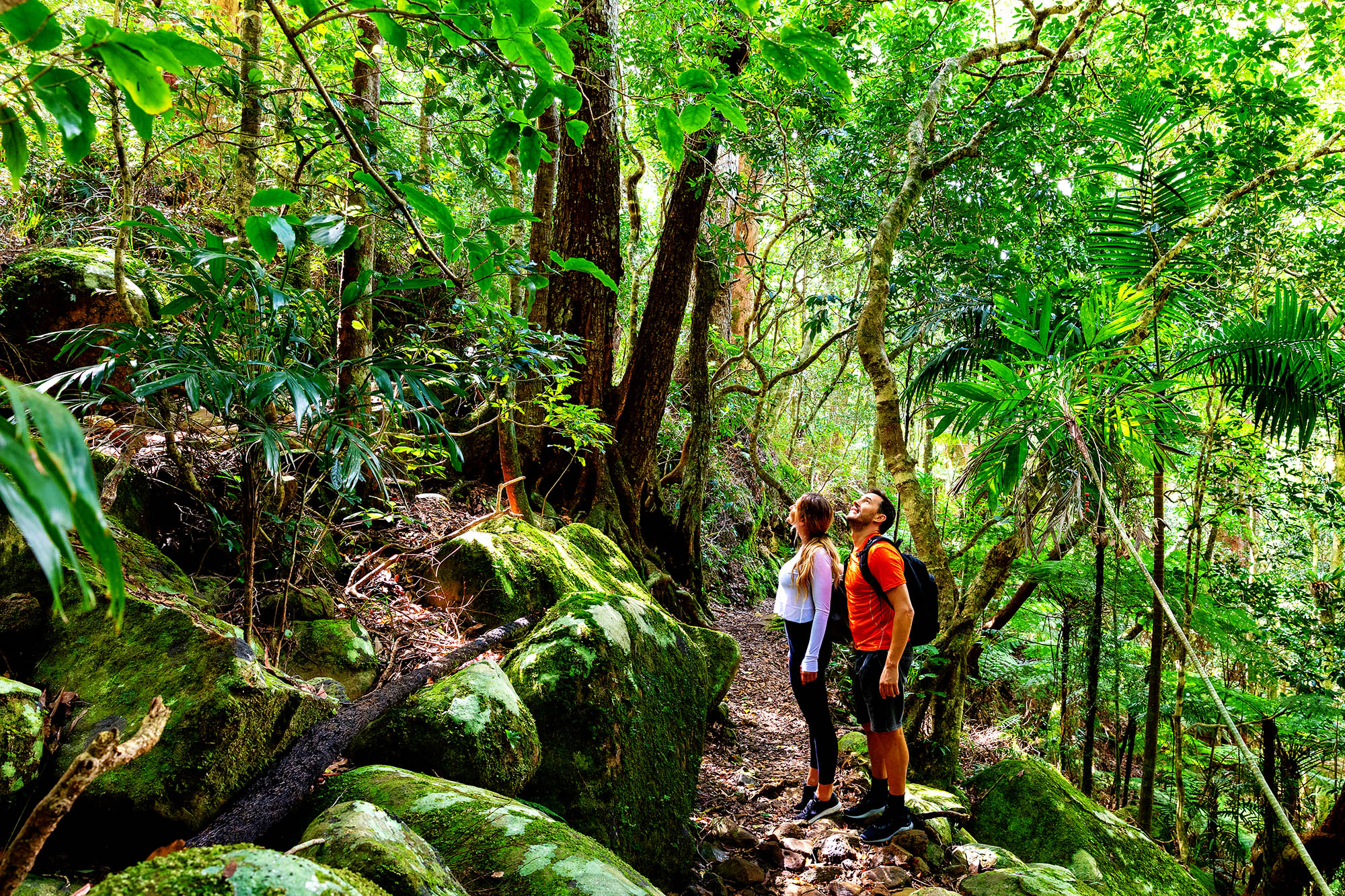 Glæd jer til at opleve Lamington National Park | Foto: Tourism and Events Queensland