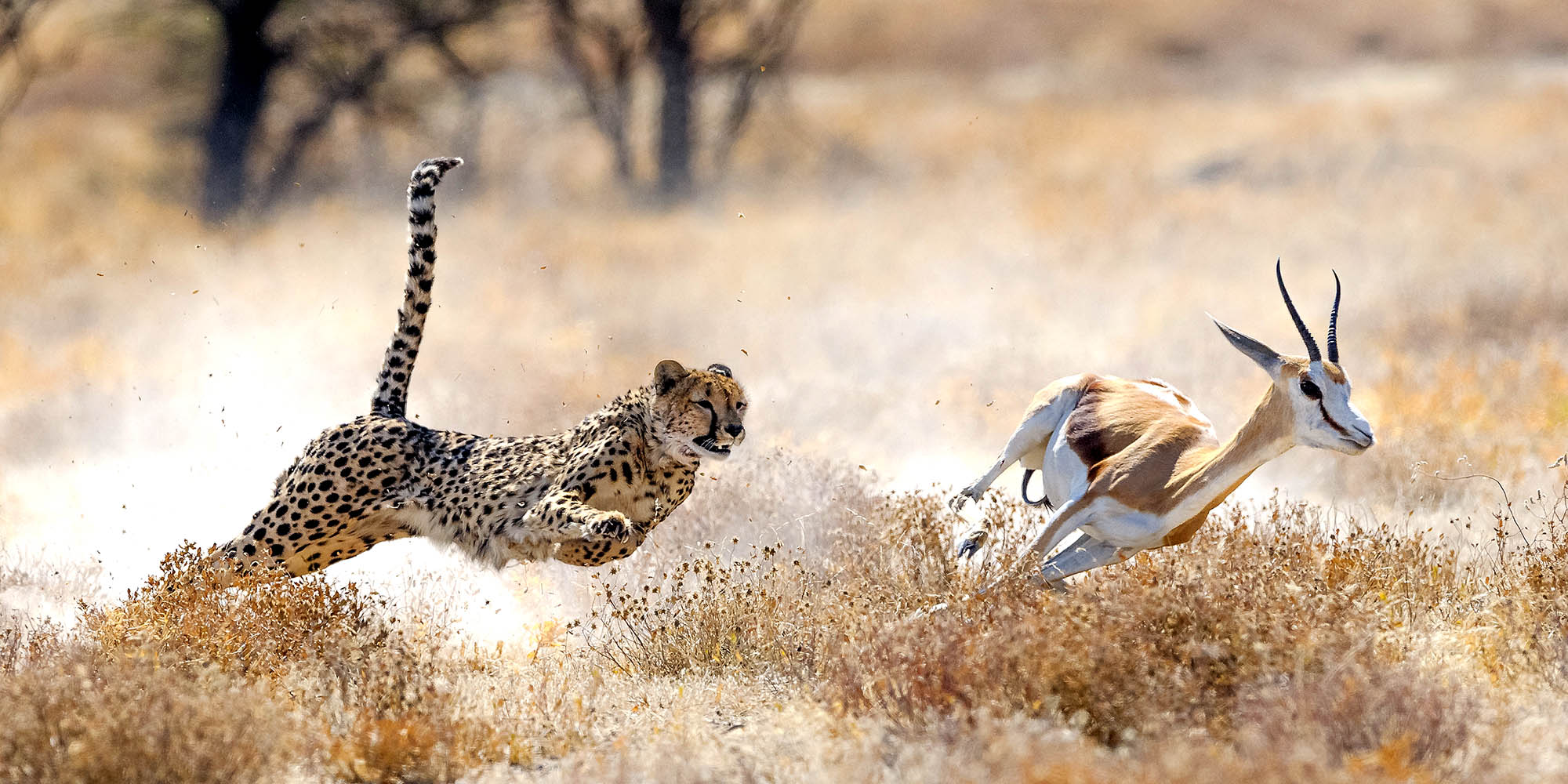 Geparden på jagt i Etosha 