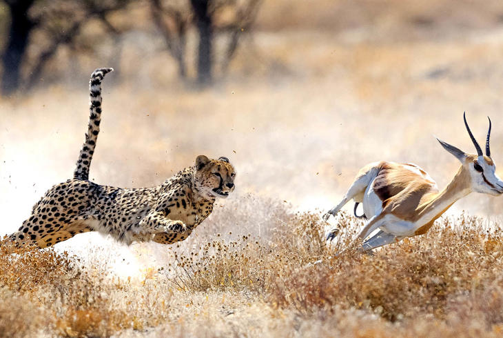 Geparden på jagt i Etosha 