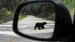 En sort bjørn på vejen i Canada - Bilferie i Canada