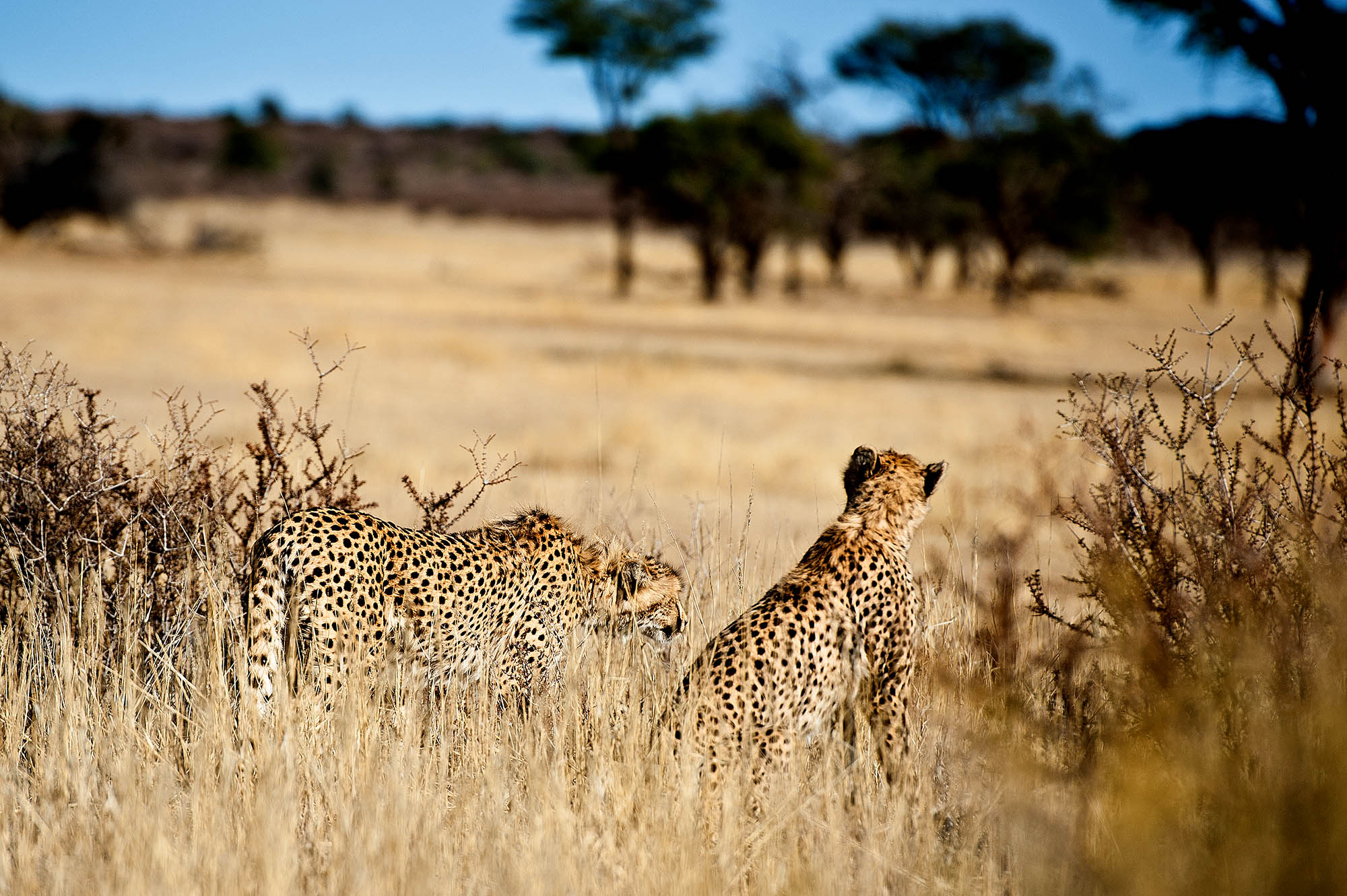 Vilde dyr i Botswana - her geparder