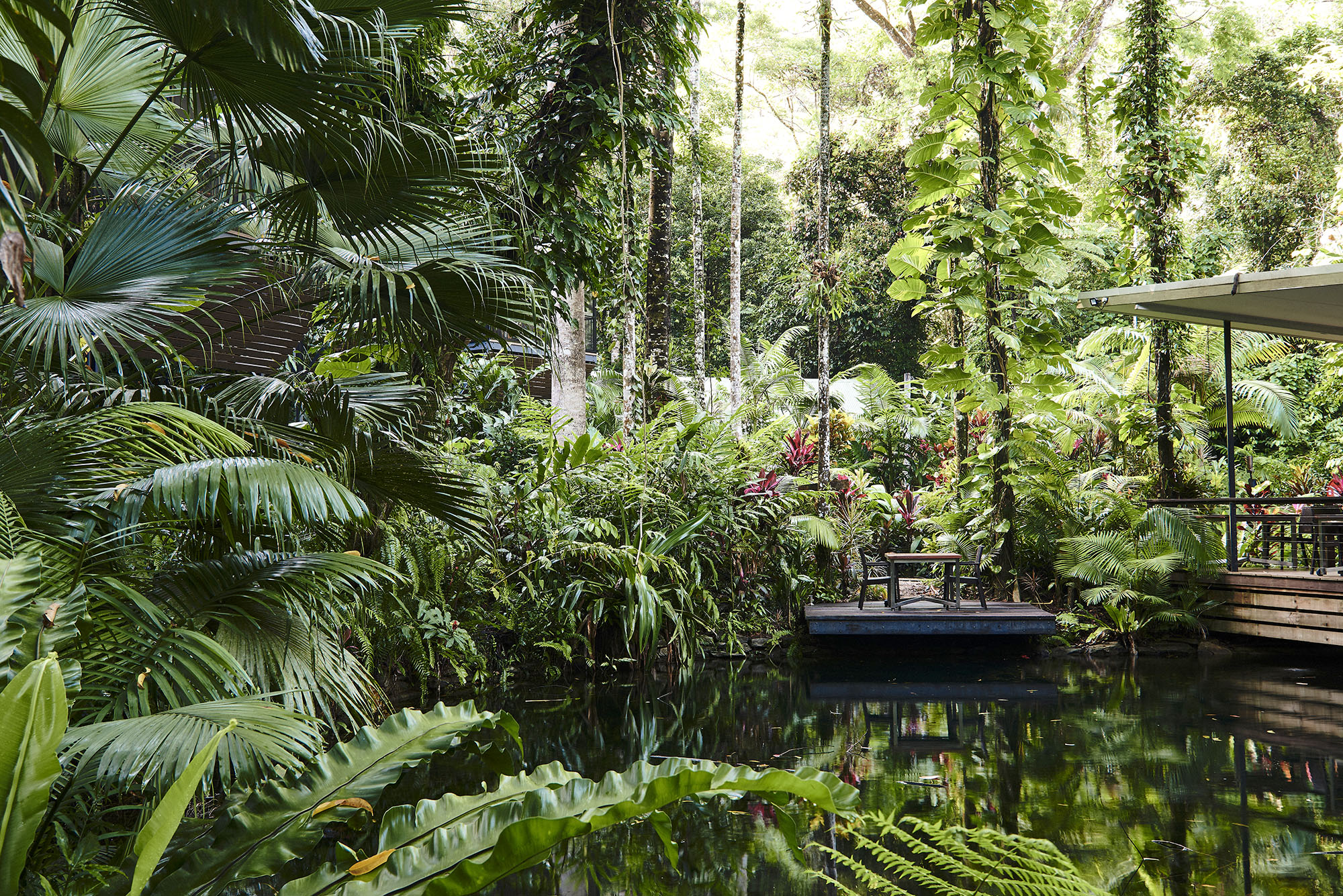 Daintree Ecolodge faciliteter pool