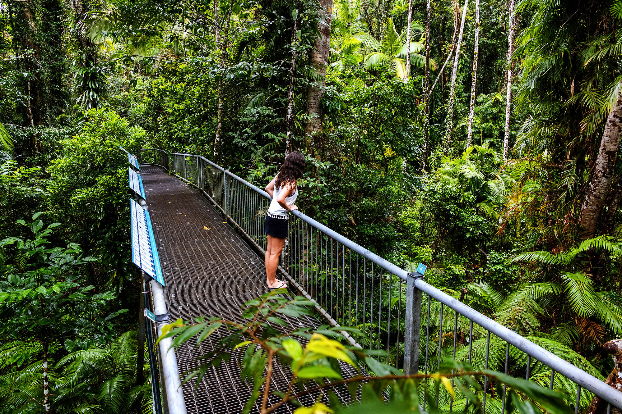 Glæd jer til unikkeo plevelser i Daintree Rainforest | Foto: Tourism and Events Queensland
