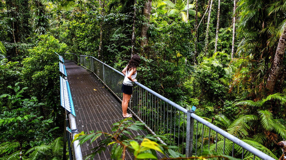 Glæd jer til unikkeo plevelser i Daintree Rainforest | Foto: Tourism and Events Queensland