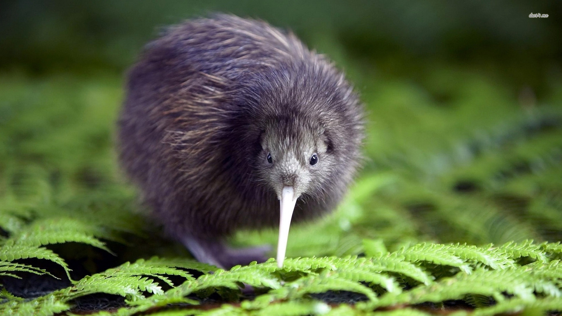 Få øje på landets nationalfugl, kiwi-fuglen, på rejser til New Zealand.