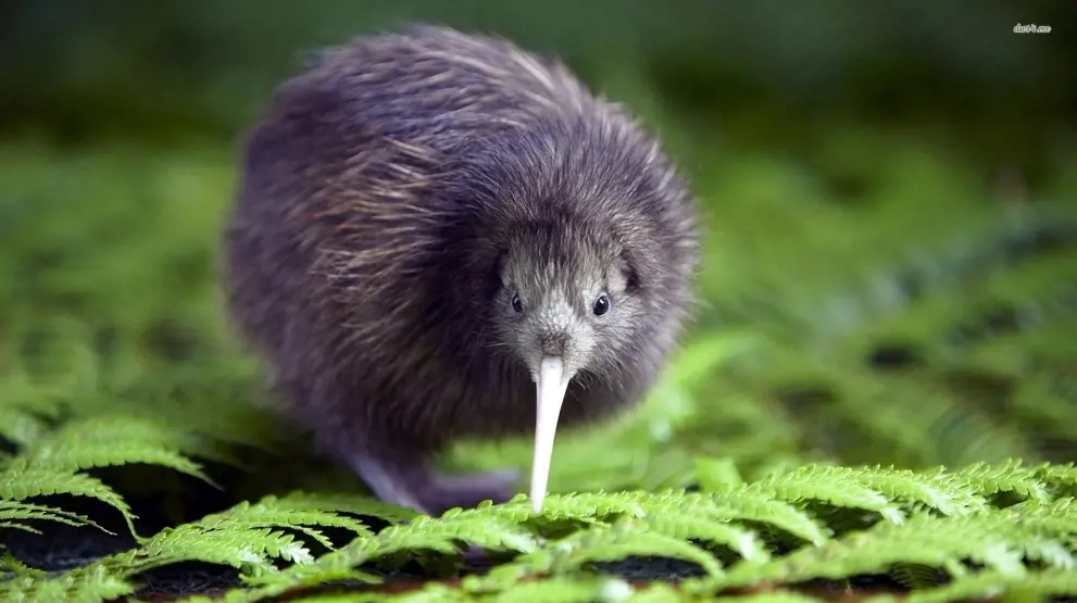 Kiwi-fuglen er New Zealands nationalfugl - Rejser til New Zealand