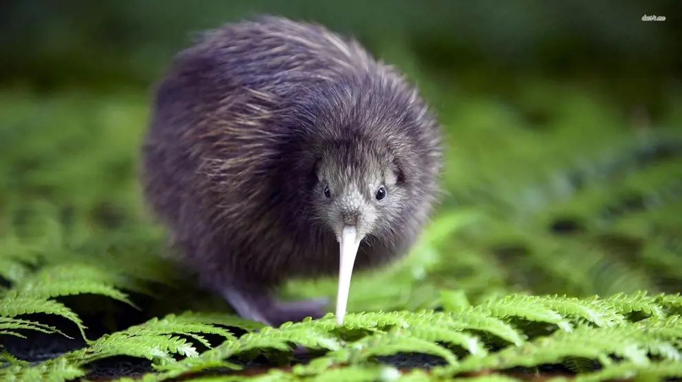 Få øje på landets nationalfugl, kiwi-fuglen, på rejser til New Zealand.
