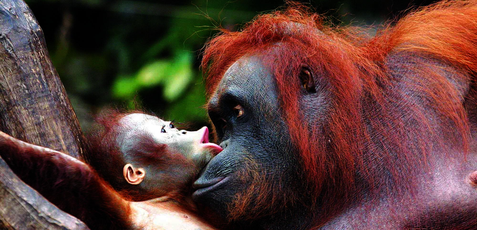 Besøg orangutangerne i et reservat eller vær heldig og se en vild i regnskoven på Borneo.