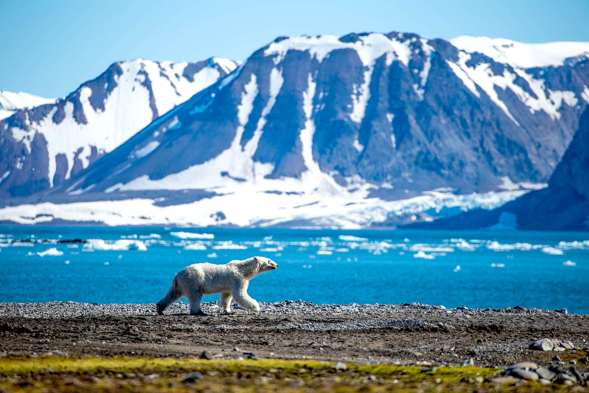 Hold udkig efter isbjørne på Svalbard og i Grønland