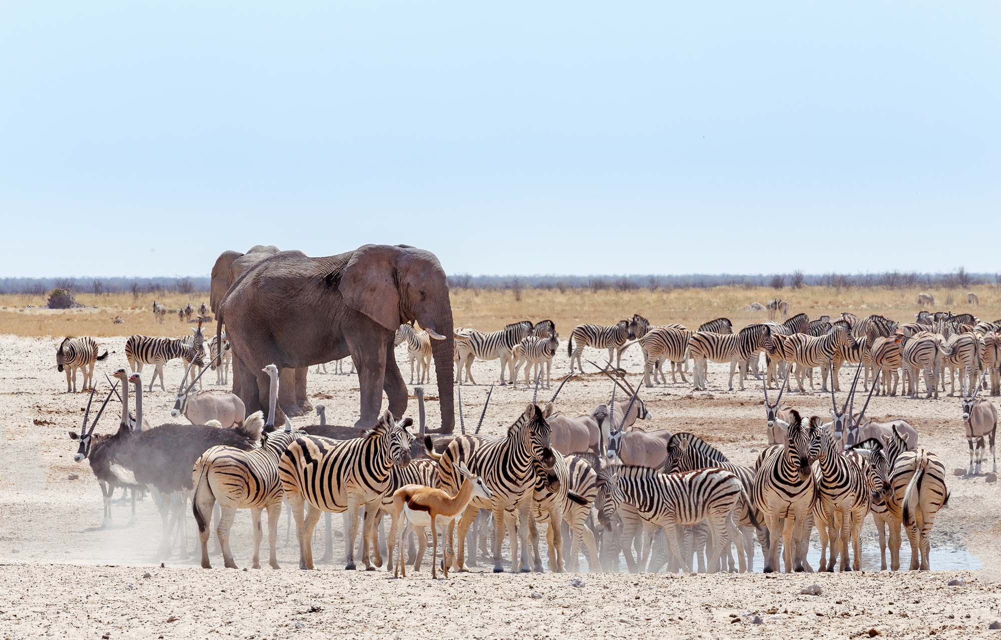 I Etosha National Park i Namibia kan du se dyrene samles om vandhullerne i det tørre landskab