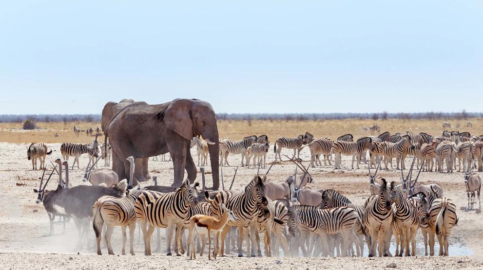 I Etosha National Park i Namibia kan du se dyrene samles om vandhullerne i det tørre landskab