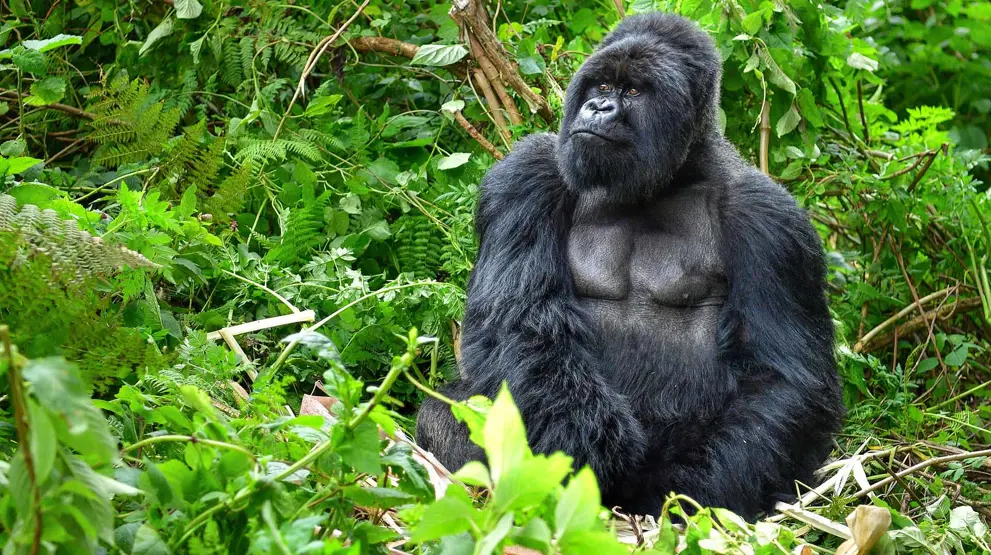 Mød de fascinerende bjerggorillaer i Uganda