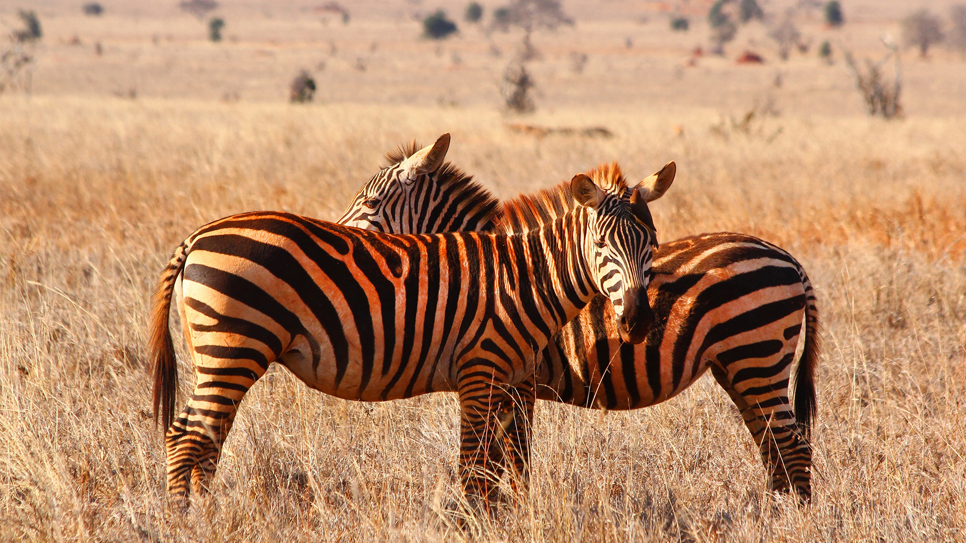 Se dyrene i Tsavos røde støv