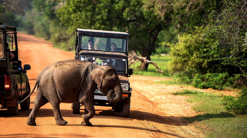 Sri Lankas vilde elefanter er unikke