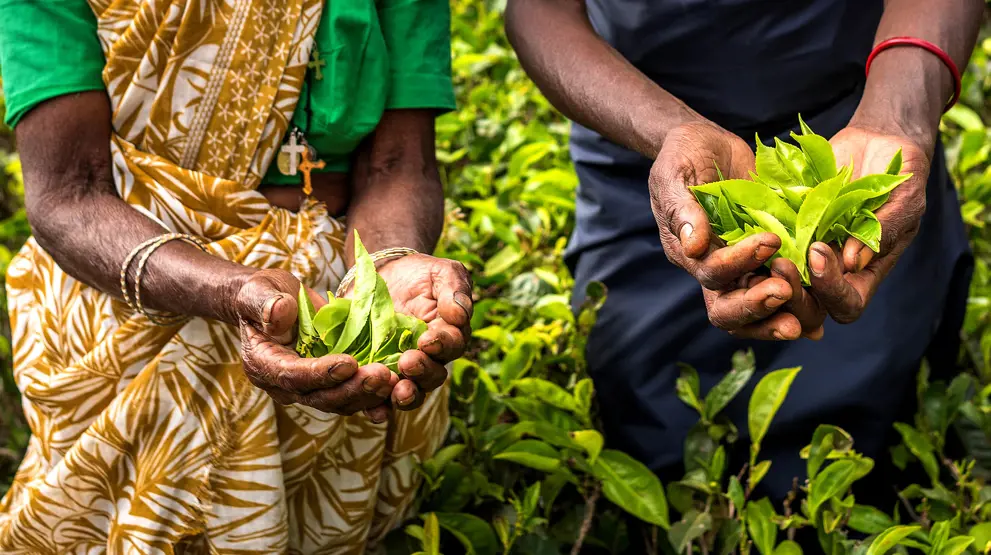 Oplev de mange grønne teplantager på din Sri Lanka-rejse