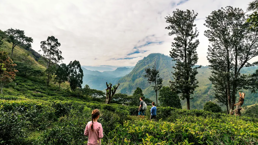 Kom på besøg i de frodige teplantager i Nuwara Eliyas højland.