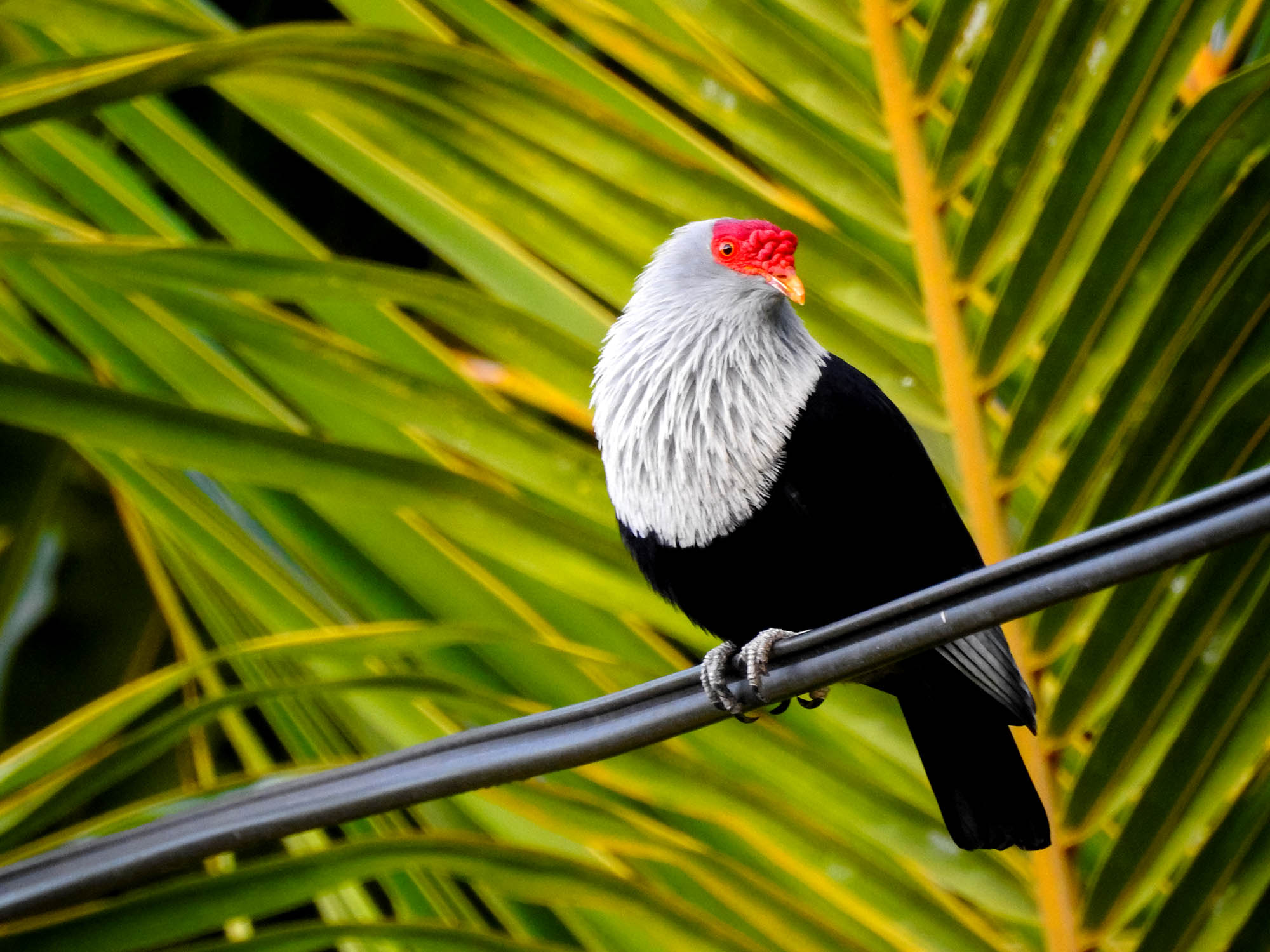 Rejser til Seychellerne byder på endemiske fuglearter som Seychellerne-blåduen.