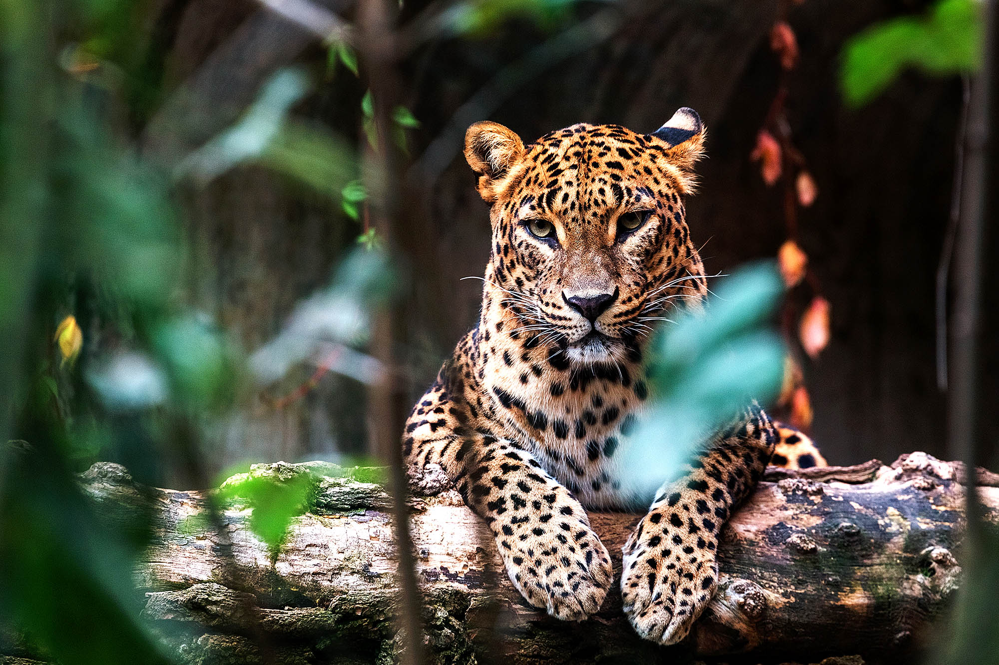 Se verdens største koncentration af leoparder i Yala National Park.