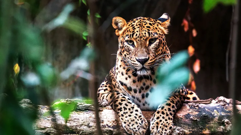 Se verdens største koncentration af leoparder i Yala National Park.