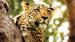 Safari i Tanzania | Se om I kan spotte leoparden!