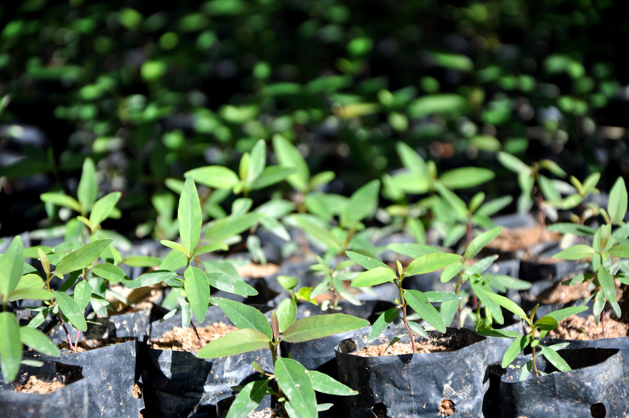 Spirende nyt liv på Madagaskar