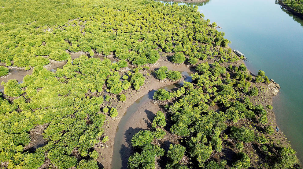 Genopbygning af mangroveøkosystemer i Myanmar
