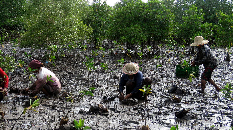 Der bliver plantet mangroveplanter i Myanmar