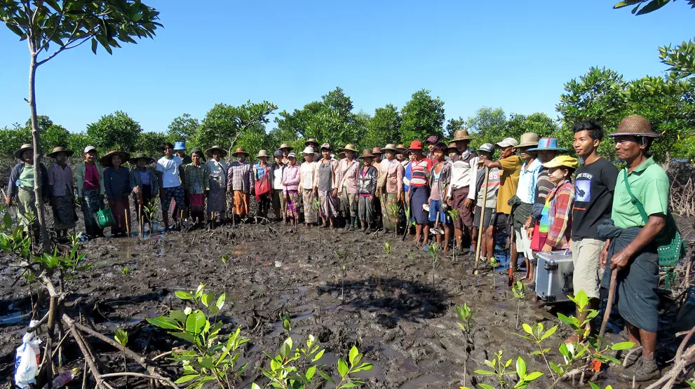Anlæggelse af mangroveskov i Myanmar