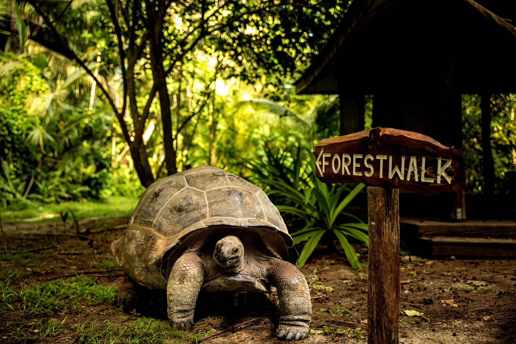 Oplev de kæmpe landskildpadder på flere af øerne på din Seychellerne-rejse.