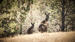 Kænguruer spottet tæt på Arkaba Homestead