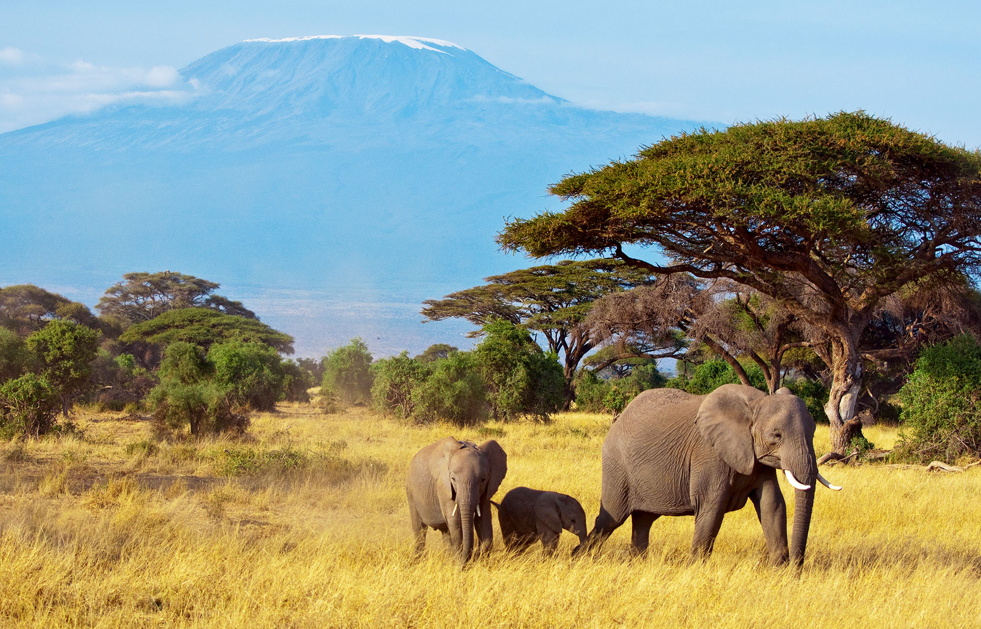 Majestætiske elefanter foran Afrikas højeste bjerg, Kilimanjaro.