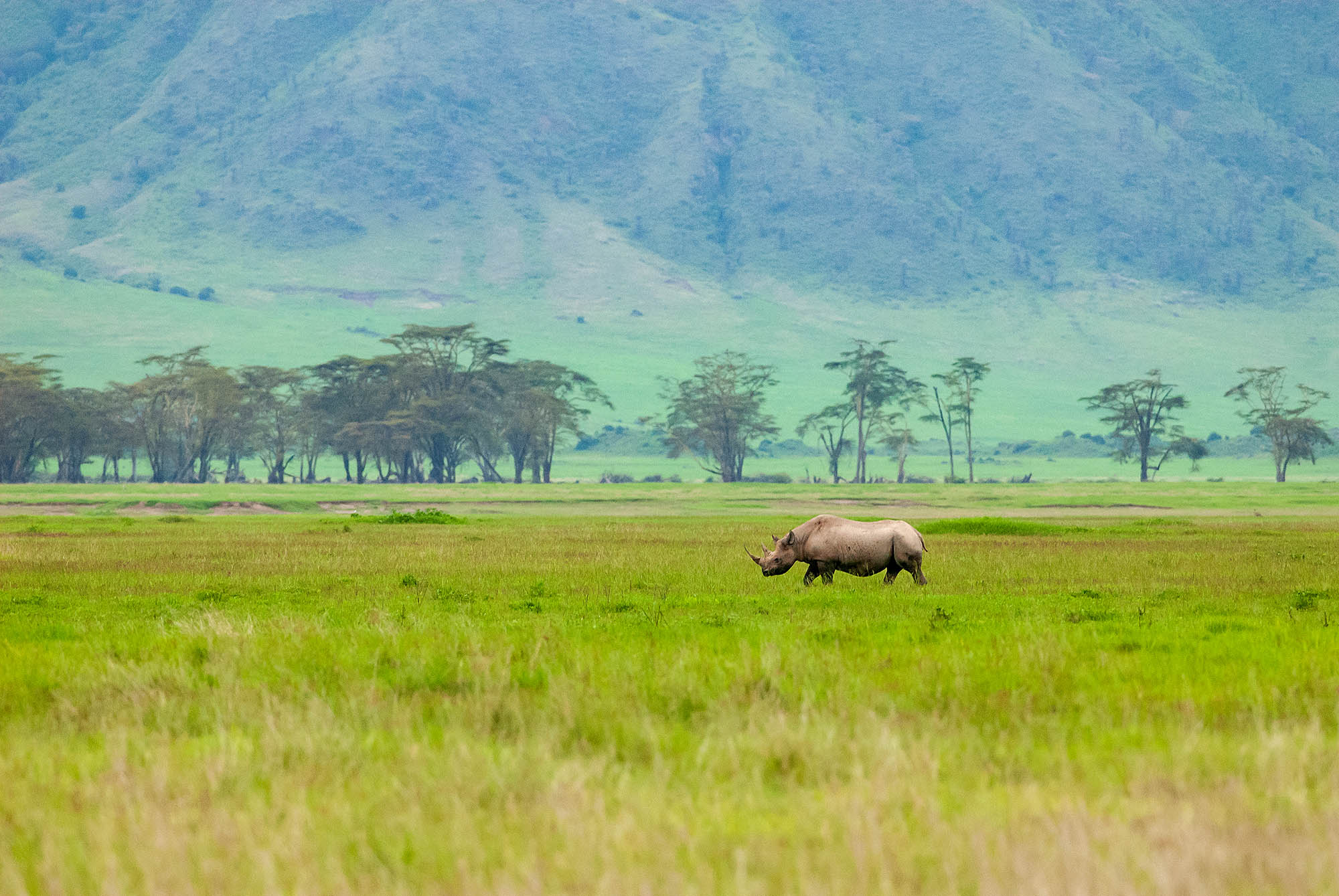 En af "The Big Five" næsehornet i Ngorongoro-krateret.