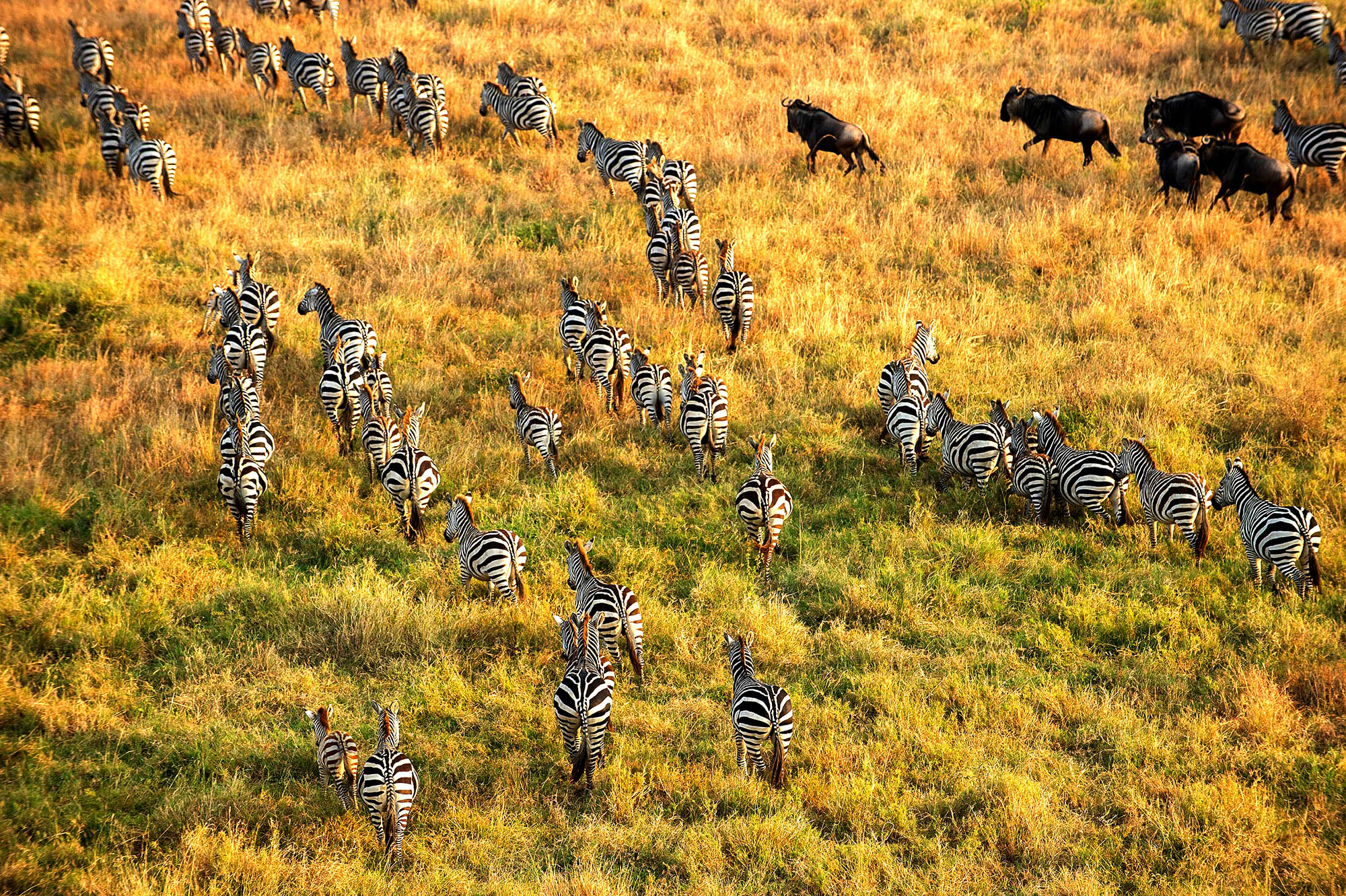 Safari i Tanzania - zebraer