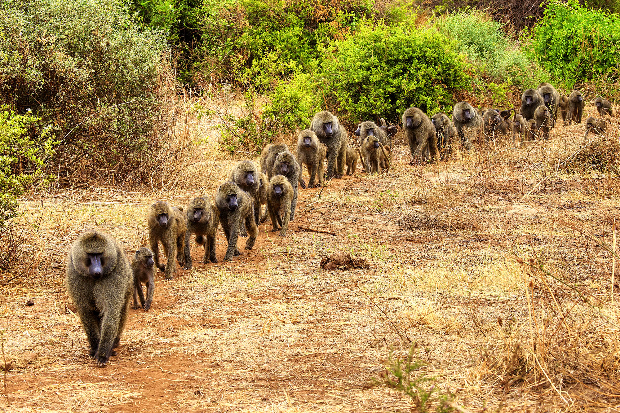 En stor bavian-flok i Lake Manyara-området.