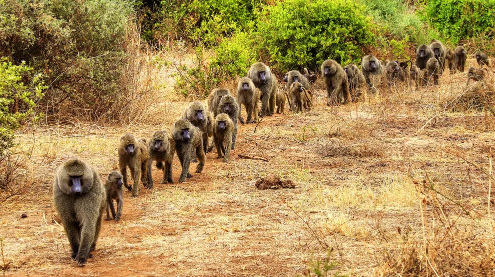 En stor bavian-flok i Lake Manyara-området.
